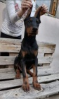 DOBERMAN