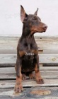 DOBERMAN