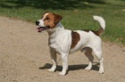 Jack Russell terir s PP