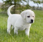 Labrador Retrievers pes ve lut, ern a hnd barv!