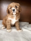 CAVAPOO tata k adopci