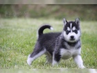 Sibisk husky tntko - fenka