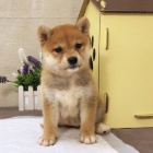 Prodm roztomil krsn ttka mini Shiba Inu