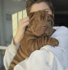 Prodm roztomil tata Shar-Pei