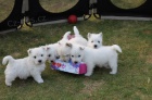 West Highland White Terriers mini mini krsn a zdrav ttka na prodej