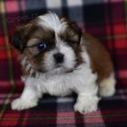 Prodm tata SHIH TZU MINI.