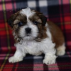 Prodm tata SHIH TZU MINI.