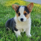 Prodm krsn a andlsk ttka MINI Pembroke Welsh Corgi.