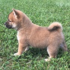 Shiba inu