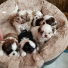 prodej tntek shih-tzu