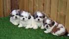 prodej tntek shih-tzu