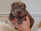 arpej sharpei