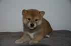 Shiba inu