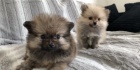 roztomil ttka mini pomeranian k adopci zdarma.