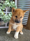 tata shiba inu jako drek.