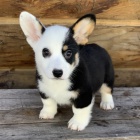 Vnoce a nov rok Pembroke Welsh Corgi tata na prodej.