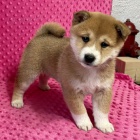 Rozkon miminka mini shiba inu tata na prodej