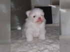 Plyov pic / POMERANIAN TATA 3500 K 