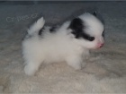 Plyov pic / POMERANIAN TATA 3500 K 