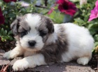 Prodm tata Shihpoo (kenec plemen Shih Tzu a Toy Poodle).