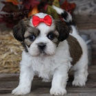 Prodm tata SHIH TZU/SHIH TZU/SHIH TZU