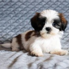 Prodm okovan tata SHIH TZU