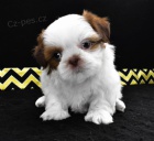 Prodm tata mini shih tzu.