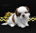 Prodm tata mini shih tzu.