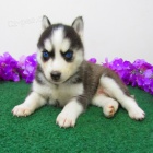 sibisk husky k adopci