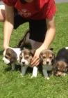 Vnon ttka BEAGLE tricolor k adopci