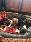 Vnon ttka BEAGLE tricolor k adopci