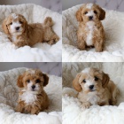 Cavapoo mini tata k adopci