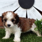 tata mini CAVACHONA k adopci