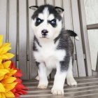 Rozkon sibisk husky s krsnma modrma oima k adopci.