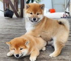 tata shiba inu k adopci