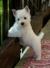 tata West Highland White Terriers k adopci