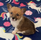 krsn a andlsk ttka Pembroke Welsh Corgi k adopci