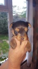 yorkie mini ttka k vnon adopci