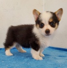 tata Pembroke Welsh Corgi k adopci.