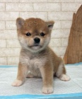 mini krsn ttka SHIBA INU k adopci