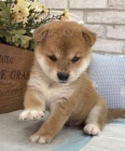 mini krsn ttka SHIBA INU k adopci