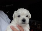 Mini tata West Highland White Terriers k adopci