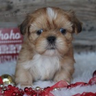 Prodm tata SHIH TZU