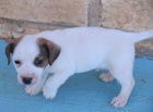 Krsn a rozkon ttka jack russell terira k adopci.