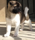 tata Akita inu k adopci