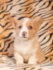 tata Welsh corgi pembroke k dispozici