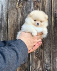 Hygienicky vykolen miniaturn tata pomeranian na prodej.