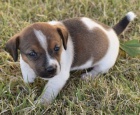 Krsn a rozkon ttka jack russell terira k adopci.