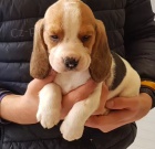 tata Beagle k dispozici