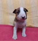 tata Bullterrier k dispozici